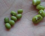 実験「緑豆もやし」作り! 経過報告作り方2写真