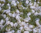 実験「緑豆もやし」作り! 経過報告作り方4写真