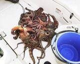 釣りご飯☆超タコ出汁で炊く極タコ飯作り方1写真