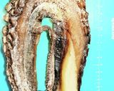 釣りご飯☆超タコ出汁で炊く極タコ飯作り方5写真