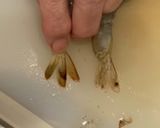 おもてなしにも！パンが進む！海老ソテー作り方1写真
