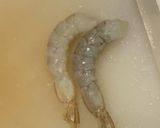 おもてなしにも！パンが進む！海老ソテー作り方2写真