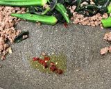 金時草、オクラとビーフ炒め作り方8写真
