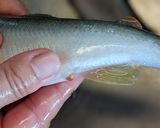 愛知の魚　失敗無し！鮎のオーブン焼き作り方2写真
