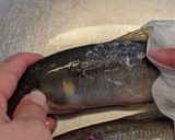 愛知の魚　失敗無し！鮎のオーブン焼き作り方3写真