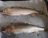 愛知の魚　失敗無し！鮎のオーブン焼き作り方4写真