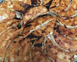 母直伝。にんにく餃子作り方12写真