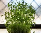 2回目収穫の豆苗とサバ缶のサラダ♪作り方1写真