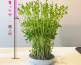 豆苗は切る前に♡初回採取量1.5倍育て方作り方2写真