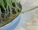豆苗は切る前に♡初回採取量1.5倍育て方作り方3写真