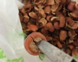 マテバシイの殻割り作り方5写真