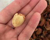 マテバシイの殻割り作り方7写真