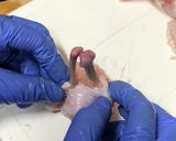 手羽先の下処理作り方4写真