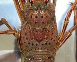キッチンバサミと包丁DE！伊勢海老を捌く作り方1写真
