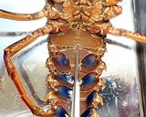 キッチンバサミと包丁DE！伊勢海老を捌く作り方3写真