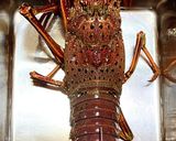 キッチンバサミと包丁DE！伊勢海老を捌く作り方5写真