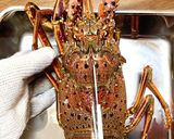 キッチンバサミと包丁DE！伊勢海老を捌く作り方6写真