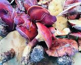 旦那レシピ落葉（らくよう）きのこの下処理作り方3写真