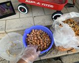 銀杏の下処理方法作り方1写真