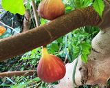 簡単！無花果コンポート(１個用レシピ)作り方1写真
