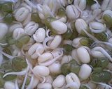 実験「緑豆もやし」作り! 経過報告作り方5写真