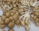 きのこカレー作り方2写真