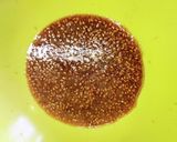 お正月に向けて覚えておきたいたたきごぼう作り方4写真