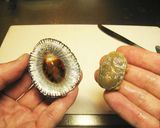 マツバガイの刺身 with 肝醤油作り方3写真