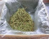 うちの松葉茶作り方7写真