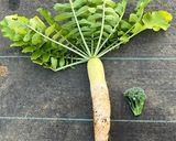 大根ときのこの炒め煮作り方1写真