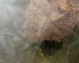 豚肩ロースのレアチャーシュー(低温調理)作り方5写真