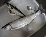 サクラマスの醤油麹焼き作り方1写真