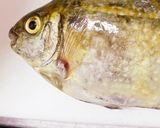 子供が釣ったアイゴの煮付け作り方1写真