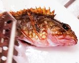 子供が釣ったカサゴの煮付け(小ぶり)作り方1写真