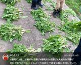 豚肉と大根、竹輪のかき揚げ☆作り方28写真