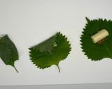 揚匠 しげ盛のチー手羽作り方2写真