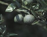 すだちの皮でマーマレード的なものを作り方19写真