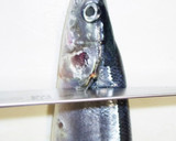 肴鯖鯵鯛鰯鮭鮪鮨！魚の三枚おろしの基本！作り方68写真