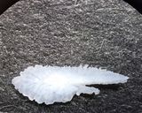 カンパチのゴマ酢作り方3写真