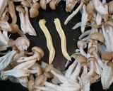 簡単!主役級♪サバ缶の卵とじ☆栄養満点☆作り方3写真