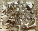 ジャンボいんげんの白和え作り方3写真