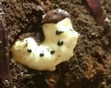 ハロウィンに立体ケーキ芋虫デコレーション作り方3写真
