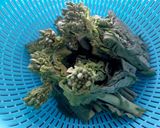 白だしで簡単♪菜の花のおひたし作り方1写真