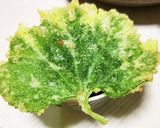オカノリ(おかのり) 天ぷら作り方2写真
