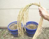 ポップライス作り方10写真