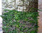 お弁当に♬春菊と塩昆布の海苔巻き作り方1写真