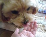 わんこのおやつ☆クッキーツリー♪作り方8写真