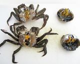 モクズガニの炊き込みごはん作り方2写真