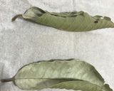 グァバ茶作り方作り方1写真