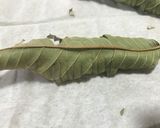 グァバ茶作り方作り方3写真